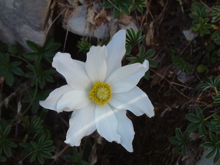 Pulsatilla alpina / Anemone alpino